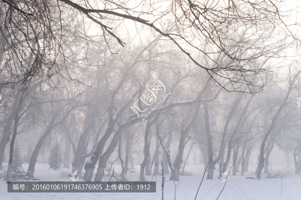 樹林