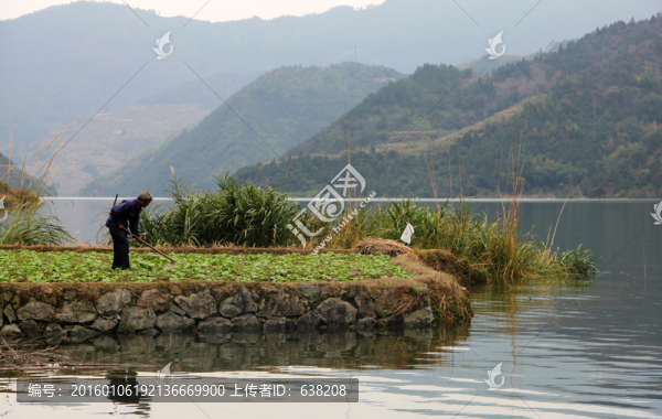 農(nóng)民種菜
