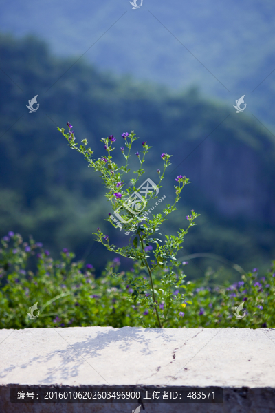 草