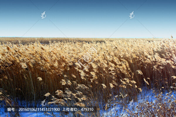 濕地,蘆葦,冬天,白雪,風(fēng)光
