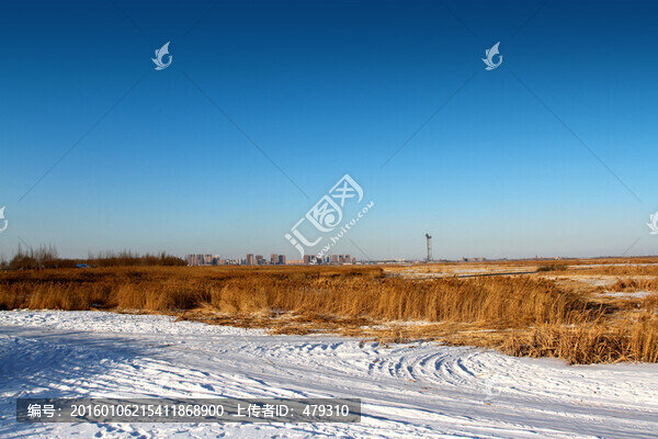 濕地,蘆葦,冬天,白雪