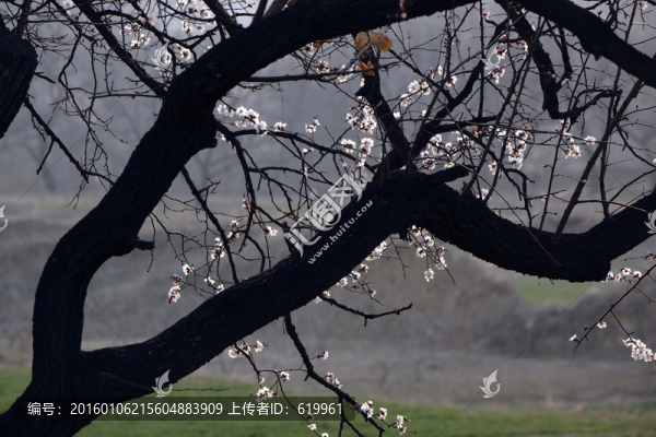 杏花枝,非高清