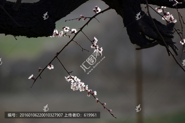 杏花枝,非高清