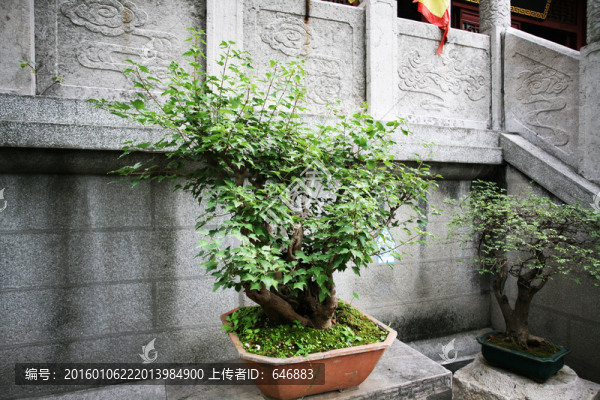盆景