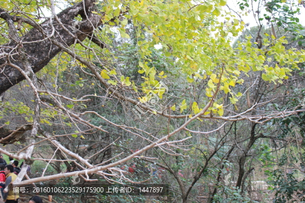 老銀杏樹(shù)