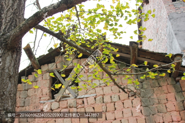 銀杏-匯圖網(wǎng) www.fosd68.com 銀杏