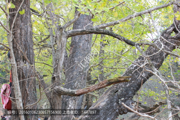老銀杏樹-匯圖網(wǎng) www.fosd68.com 老銀杏樹