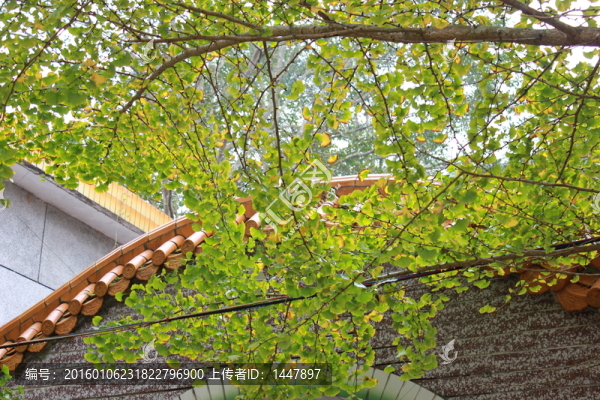 銀杏