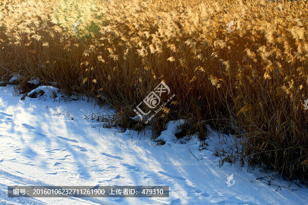 濕地,蘆葦,冬天,白雪