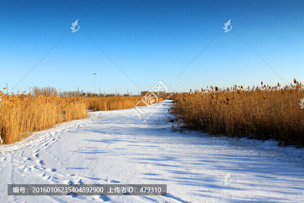 濕地,蘆葦,冬天,白雪