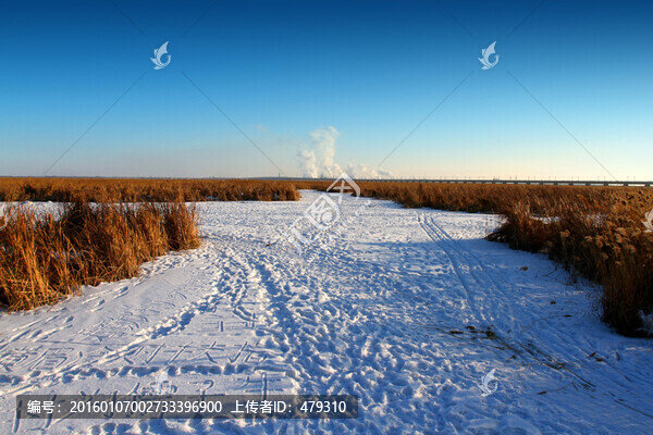 濕地,蘆葦,冬天,白雪