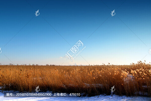 濕地,蘆葦,冬天,白雪