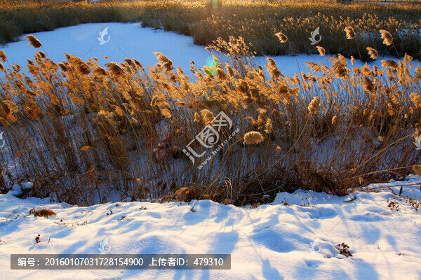 濕地,蘆葦,冬天,白雪