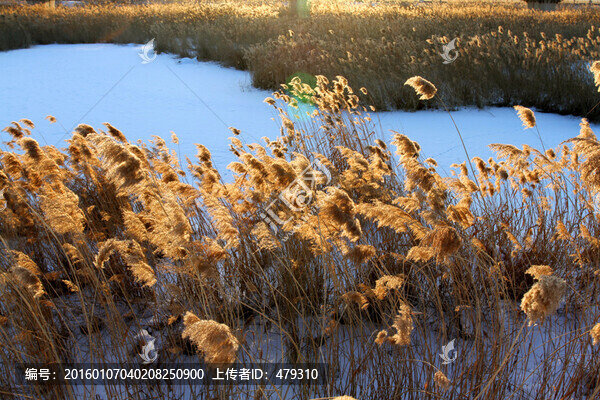 濕地,蘆葦,冬天,白雪