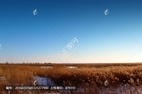 濕地,蘆葦,冬天,白雪