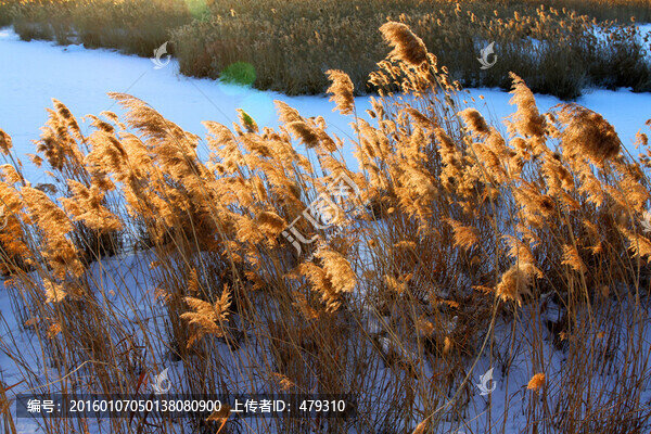濕地,蘆葦,冬天,白雪