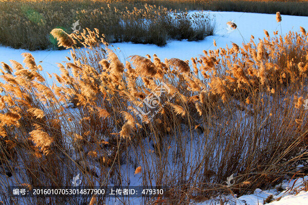 濕地,冬天,白雪,自然,生態(tài)