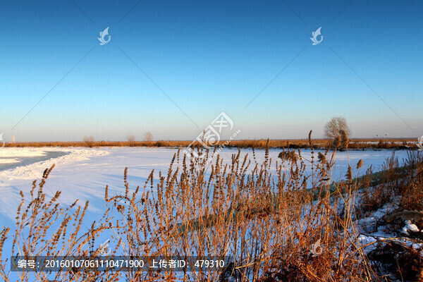 濕地,冬天,白雪,自然,生態(tài)