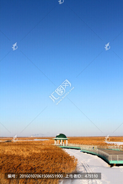 濕地,冬天,白雪,自然,生態(tài)