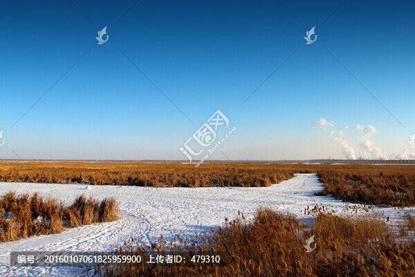 濕地,冬天,白雪,自然,生態(tài)
