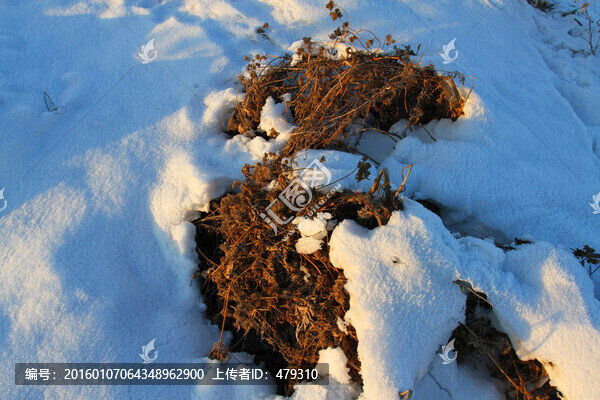 濕地,冬天,白雪