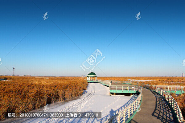 濕地,冬天,白雪,自然,生態(tài)