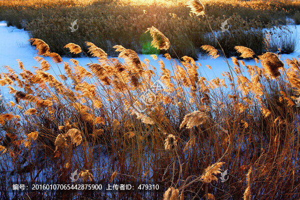 濕地,冬天,白雪,自然,生態(tài)