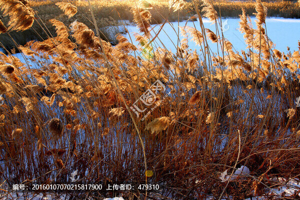 濕地,冬天,白雪,自然,生態(tài)