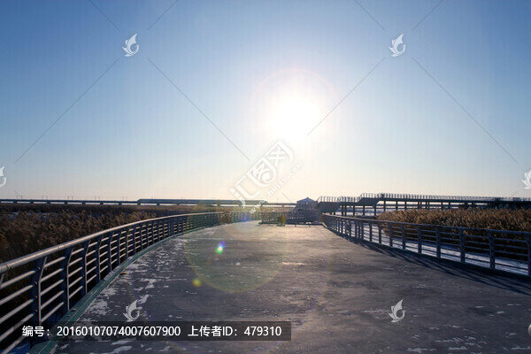 濕地,冬天,白雪,自然,生態(tài)
