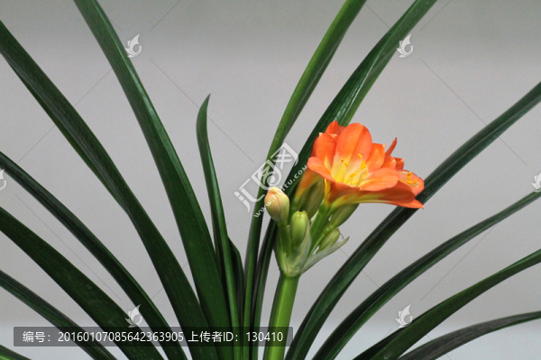 君子蘭