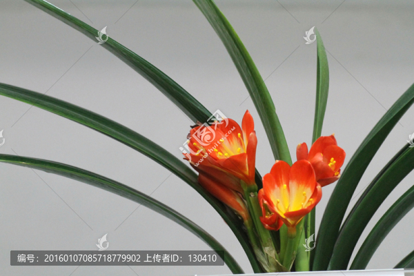 君子蘭