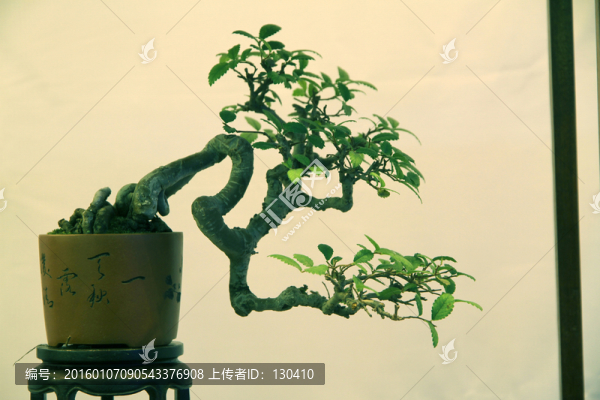 盆景