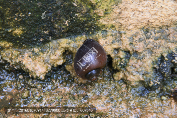 螺螄