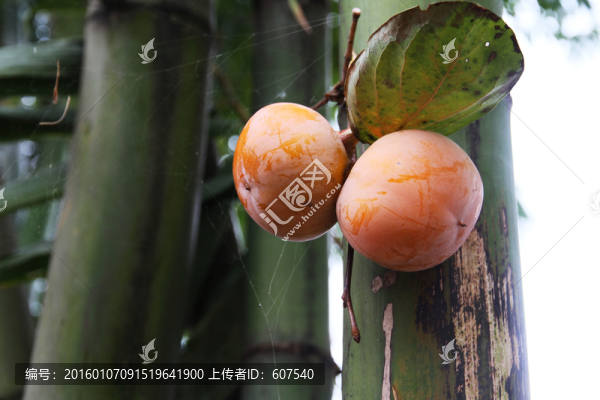 竹果