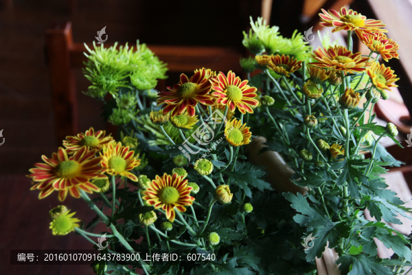 矢車菊