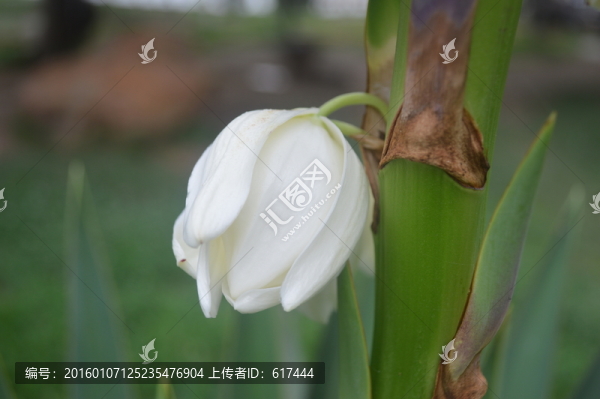 鐵樹花