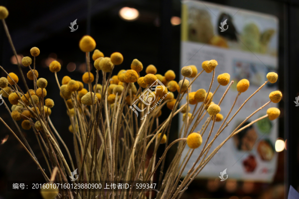 干黃花