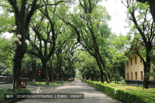 校園小道