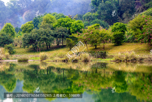 湖岸森林草地