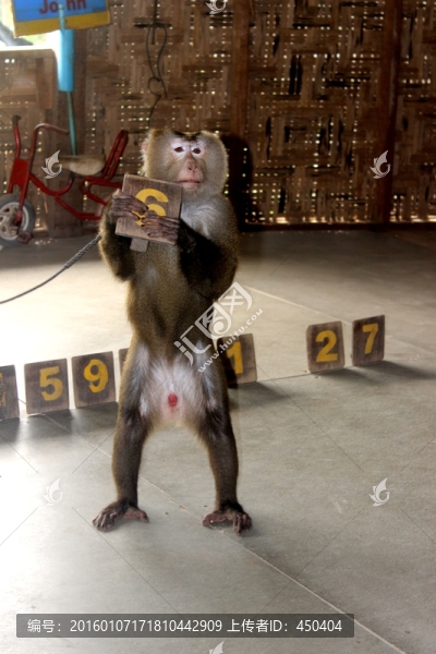 猴子認(rèn)數(shù)