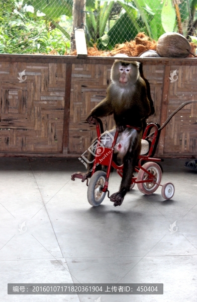 猴子騎單車