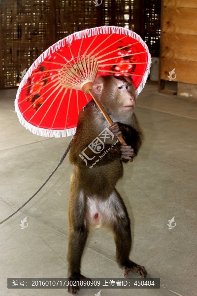 猴子撐傘