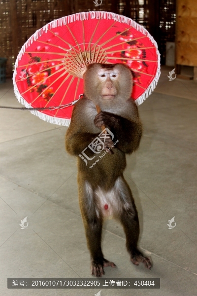 猴子撐傘