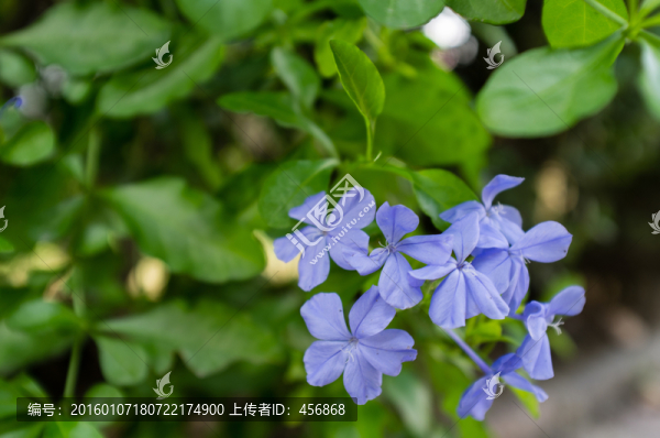 藍(lán)紫色花朵
