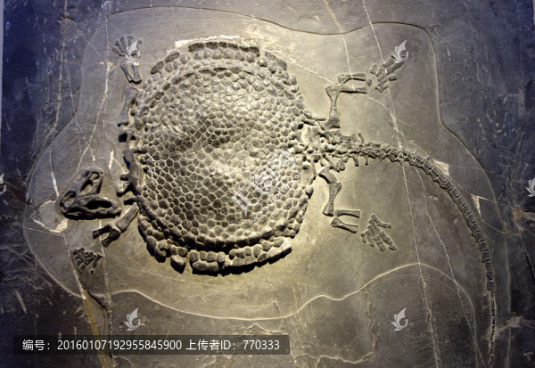 楯齒龍,化石
