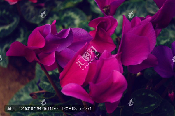 紫色仙客來(lái)
