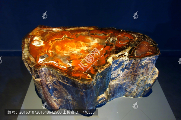 硅化木,侏羅紀
