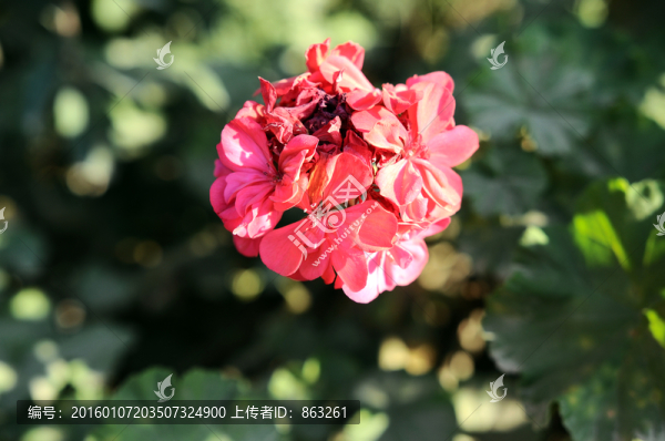 月季花