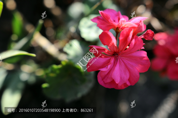月季花