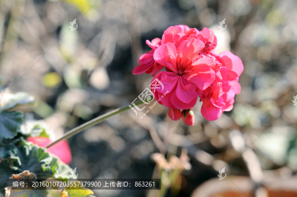 月季花
